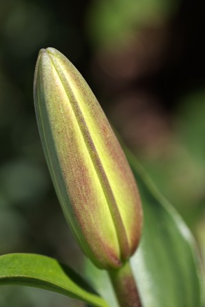 Lily Bud Of Green